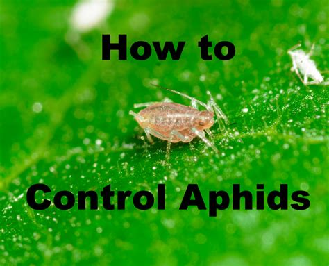 How to Control Aphids – Full Circle Farm