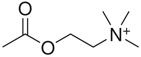 What is acetylcholinesterase? — Brain Stuff