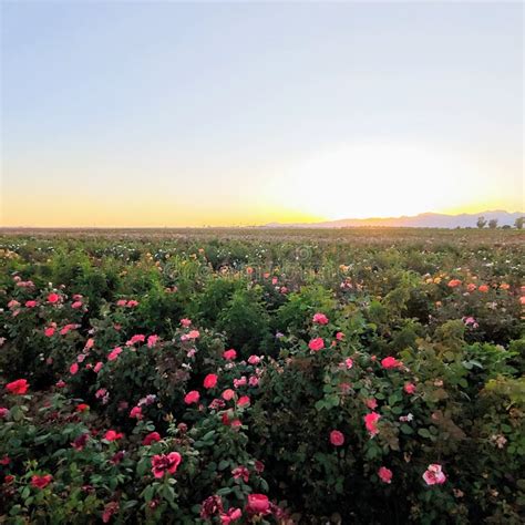 Rose fields stock image. Image of countryside, natural - 25407501