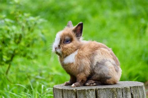 Ile żyje królik | Zoonews.pl