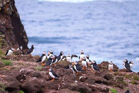 Where to See Some of the 600,000 Puffins in Newfoundland