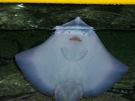 Stingray - picture taken at the London Aquarium | Pictures, Animals, Aquarium