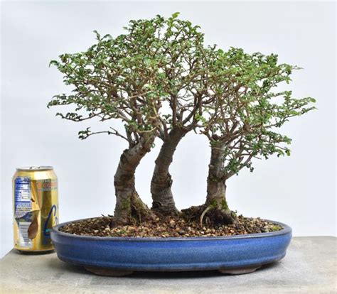 Chinese Elm Forest Bonsai | Bonsai Learning Center Store