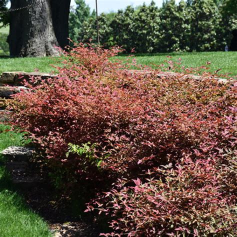 Flirt™ Nandina - Buchanan's Native Plants