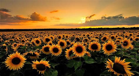 HD wallpaper: Sunflowers, sunflower field, Nature, Landscape, Summer, beauty in nature ...