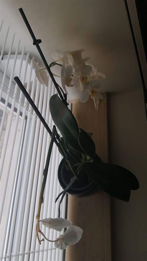 how to cut this orchid : r/orchids