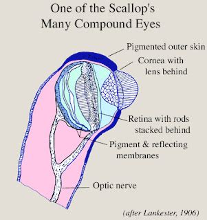 Anatomy of a scallop's eye. Note that it is a mirror eye.