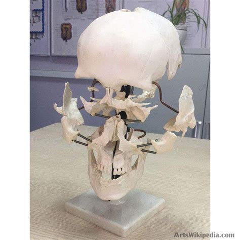 Human skull parts (16 pieces) Human skull model Human skull model Skull separation anatomical ...