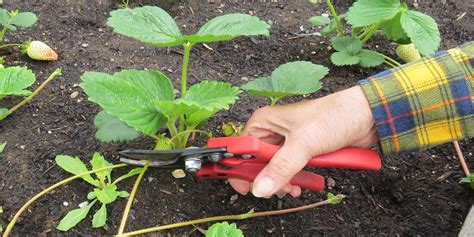 Care for strawberry plants during off season