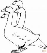 Four Geese coloring Page  Free Printable Coloring Pages sketch template