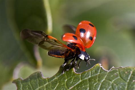 Why Introducing Baby Ladybugs will Improve Your Garden Immediately - Garden and Happy