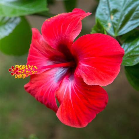 Buy Dried Hibiscus Flowers | Get UK Mainland Delivery