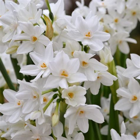 Christmas Indoor Blooms - PaperWhites Ready for the Holidays - Happy Haute Home