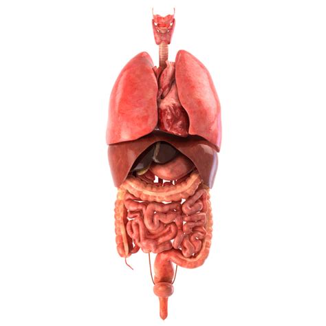 6 Organs In Torso Diagram : GASTROINTESTINAL SYSTEM POSTER 60x80cm ...