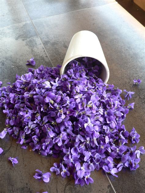 Images Gratuites : fleur, violet, herbe, bleu, flore, nature morte, hortensia, lavande, Fleur ...