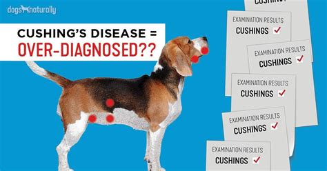 Vet Warns Cushing’s Disease In Dogs Is Over Diagnosed - Dogs Naturally | Cushing disease, Dogs ...