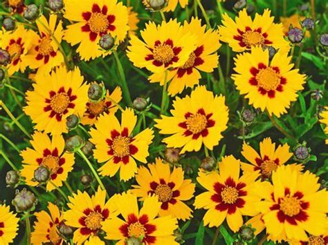 8 Varieties of Coreopsis for Your Flower Garden