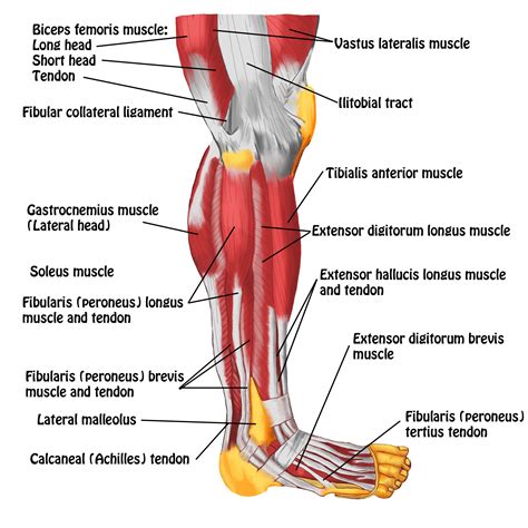 Tendons In Foot Diagram Diagram Of Lower Leg Muscles And Tendons Anatomy Of Lower Leg And ...