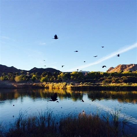 Birds flying over Lake Las Vegas. | Lake las vegas, Las vegas, Lake