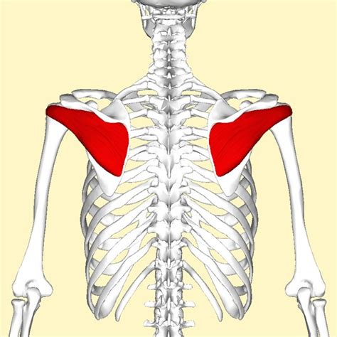 Infraspinatus muscle | Golf Loopy - Play Your Golf Like a Champion