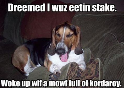 14 of the Best Basset Hound Memes | Funny dog memes, Basset hound, Basset