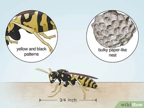 Bug Eric: Wasp vs. Wasp - sol-inc.jp