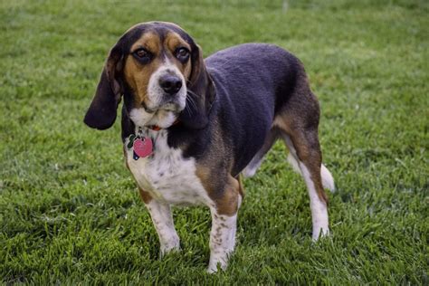 18 Ways To Spot A Purebred Beagle (& Where To Find Them) - Jubilant Pups