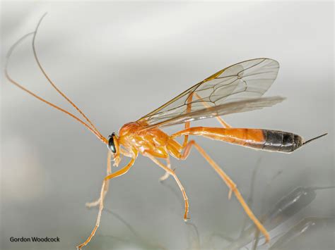 Nocturnal_Parasitic_Wasps_13Apr ~ North West Invertebrates