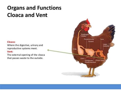 Avian Digestive System