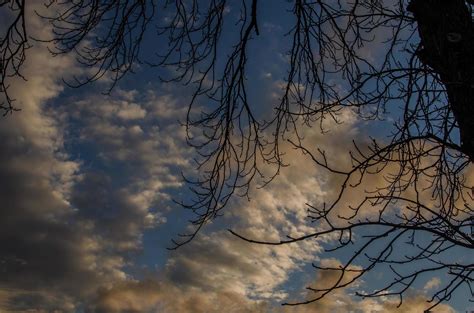 tree and clouds on the sky 7567272 Stock Photo at Vecteezy