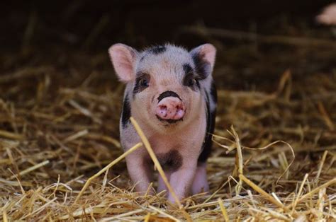 Facts about Mini Pot-Bellied Pigs as Pets - Star Milling