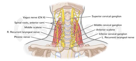 Deep structures of the neck: Root of the neck | Osmosis