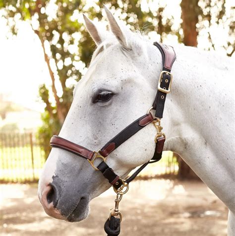 Fun and Function of the Horse Halter | SLO Horse News