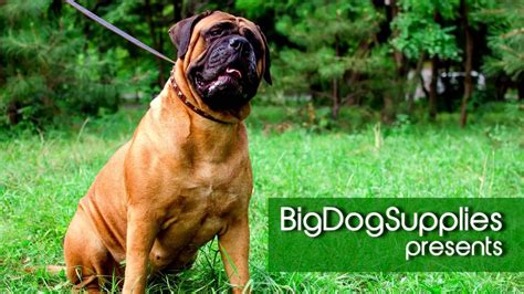 dog training - Bullmastiff - handbook for dog trainers and dog lovers ...