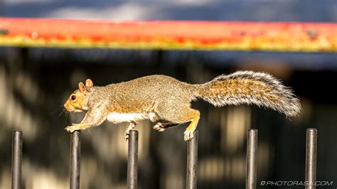 squirrel running across a fence - Photorasa Free HD Photos