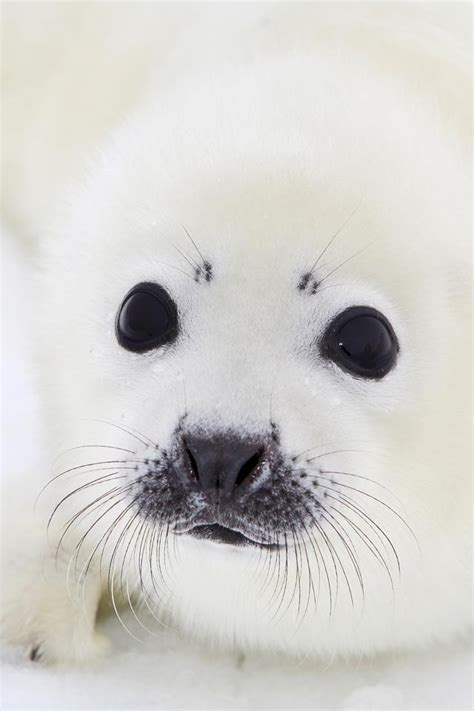 Baby white fluffy seal | Animals | Pinterest | Seals, Babies and Love this