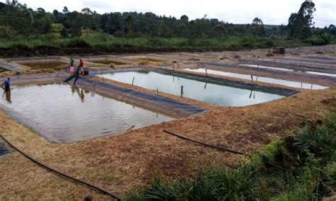 Tips on how to be successful in Tilapia farming. - Smart Farmer Africa