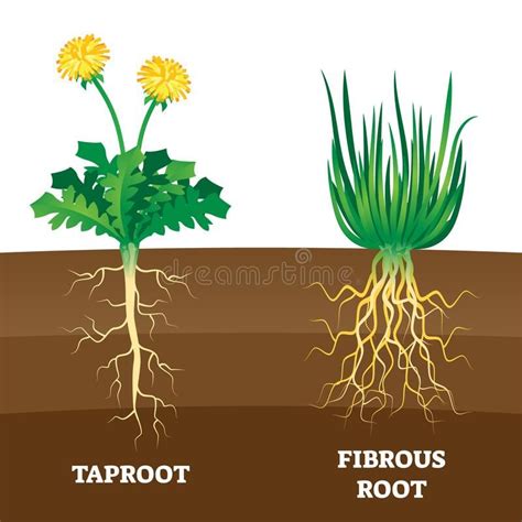 Biology Wallpaper Backgrounds, Roots Drawing, Flower Anatomy, Plant ...