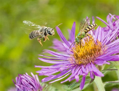 5 Tips for Better Insect Photography | Xerces Society