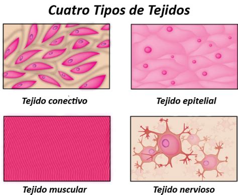 Tipos De Celulas En El Tejido Conectivo - Compartir Celular