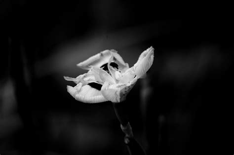 Delicate Flower In Black And White Free Stock Photo - Public Domain ...