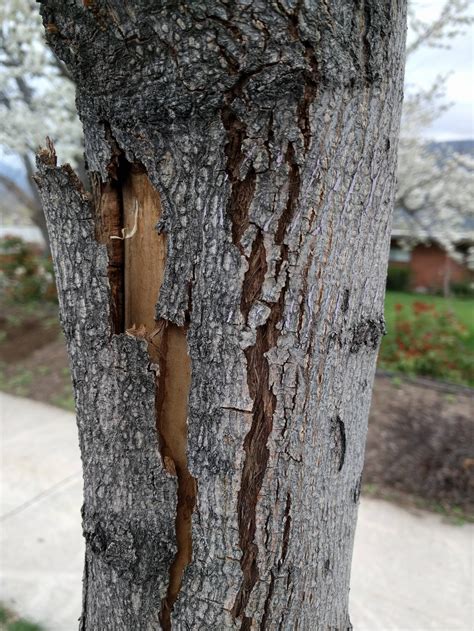 Fruit Tree Bark Damage | Fruit Trees