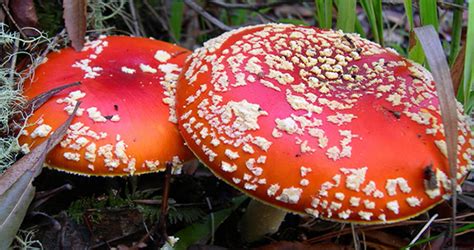 Further Reflections on Amanita muscaria as an Edible Species - Bay Area ...