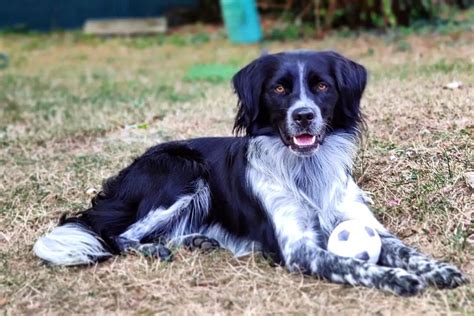 Brittany Spaniel Mixes: 21 Beautiful Crossbreeds