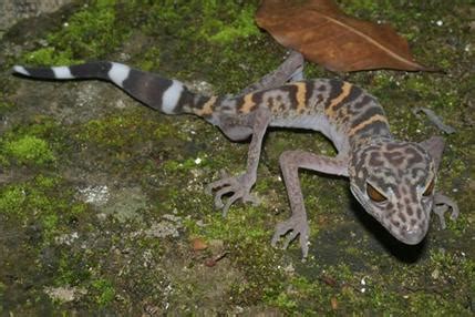 Fanged frog, 162 other new species found in Mekong