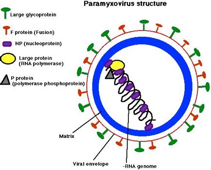 Paramyxovirus Structure