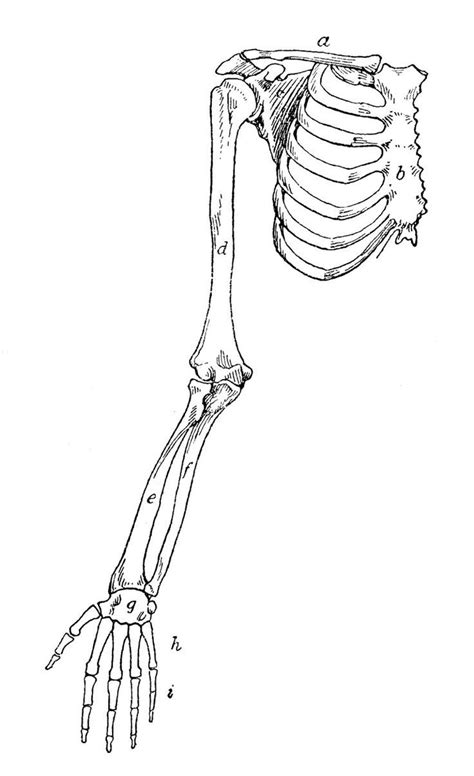 Dibujos de huesos, Arte de anatomía, Tutorial de arte