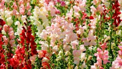 35 Beautiful Snapdragon Varieties for Your Garden