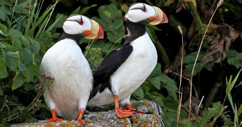 Horned Puffin Overview, All About Birds, Cornell Lab of Ornithology