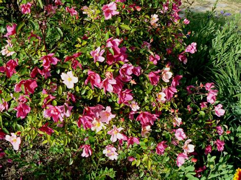 Rosa chinensis mutabilis fin 04 2016 | Joël Avril